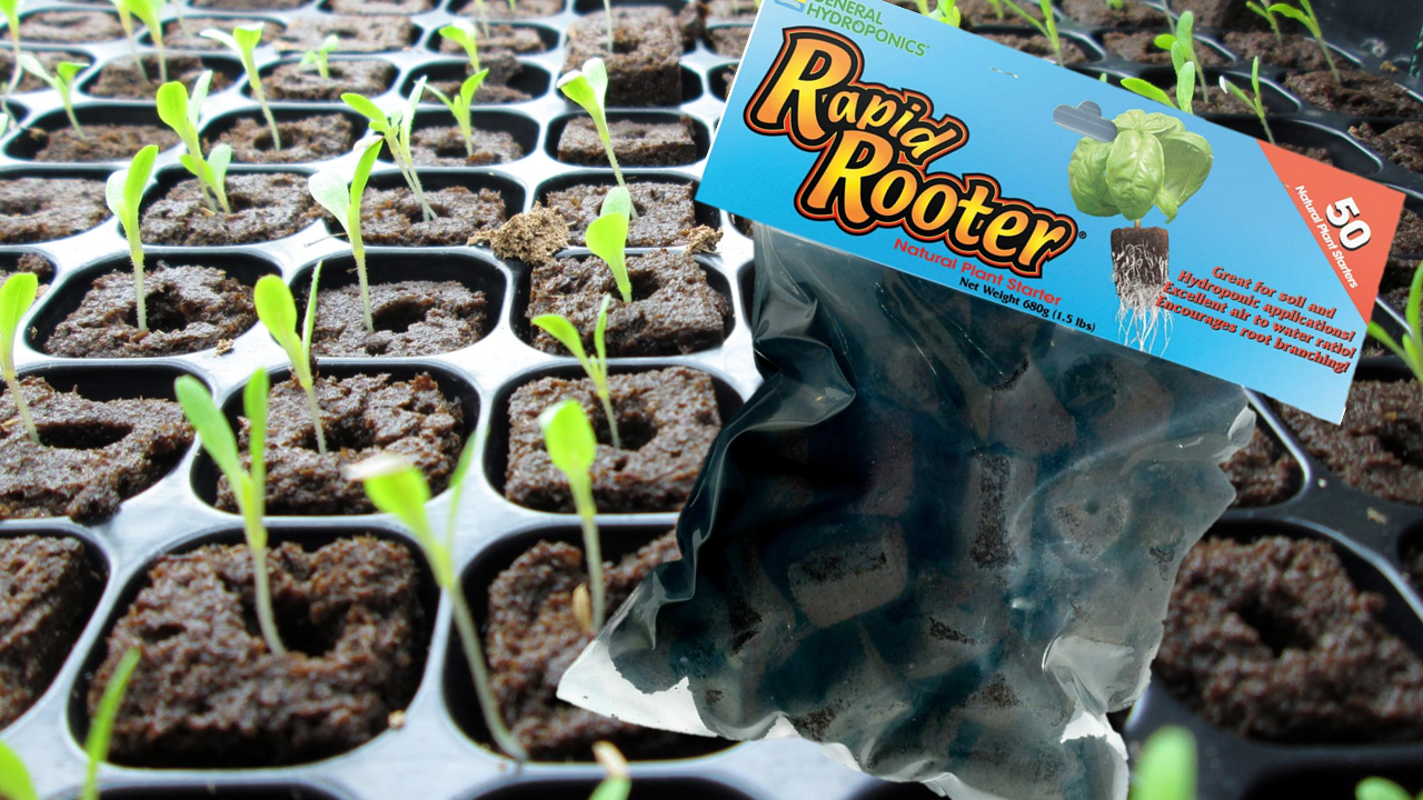 Rapid Rooters