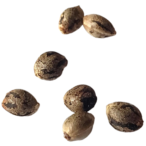 Cannabis Seeds