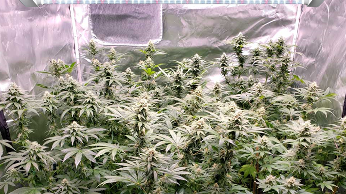 Cannabis plants under LED grow lights