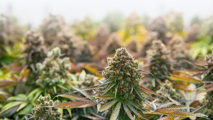Dank Cannabis Grow