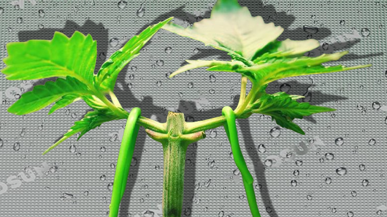 Cannabis plant undergoing low-stress training (LST)
