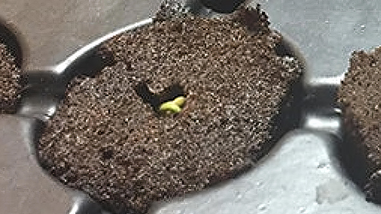 Seedling in Rapid Rooter plug