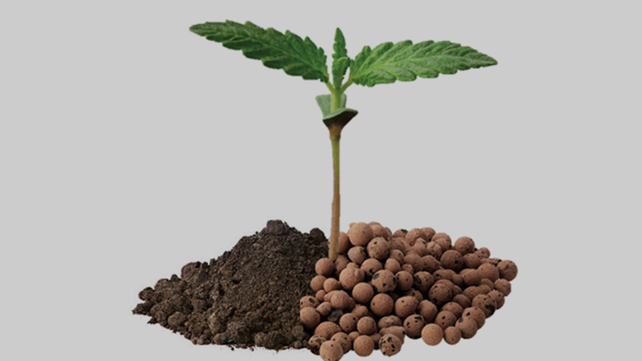 Soil vs hydro cannabis comparison