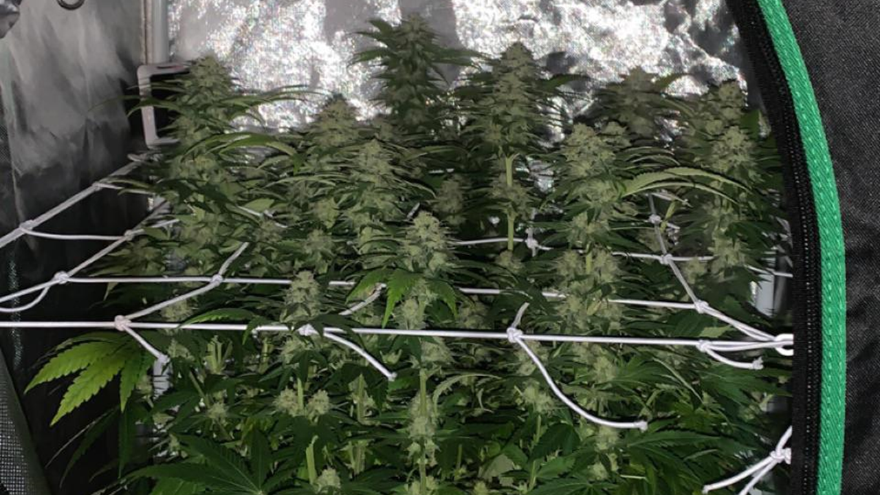Fire cannabis buds