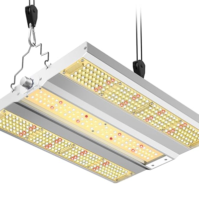 Cannabis under LED grow lights