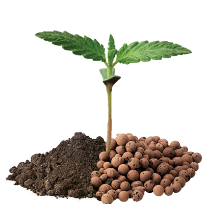 Soil vs hydro cannabis comparison