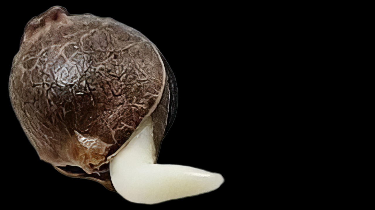 Germinate video thumbnail