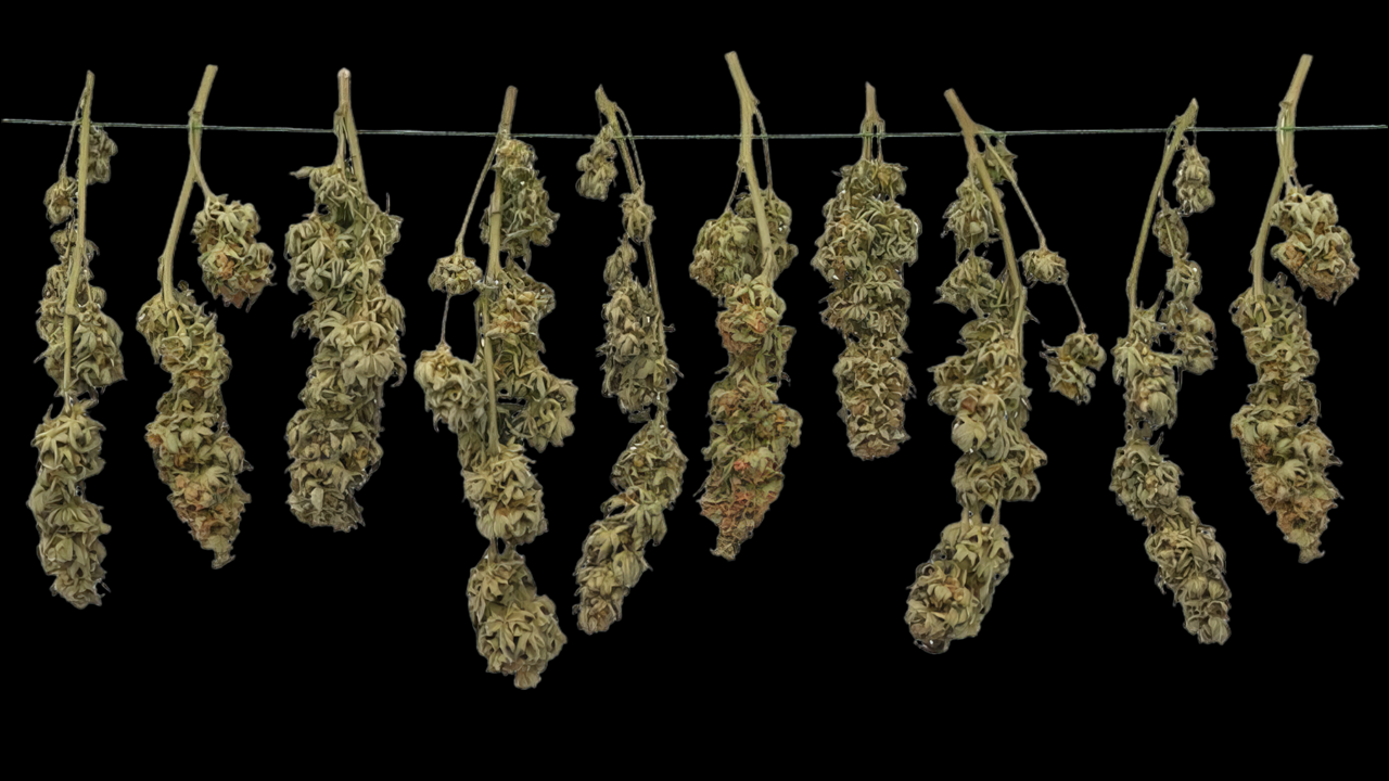 Harvest video thumbnail