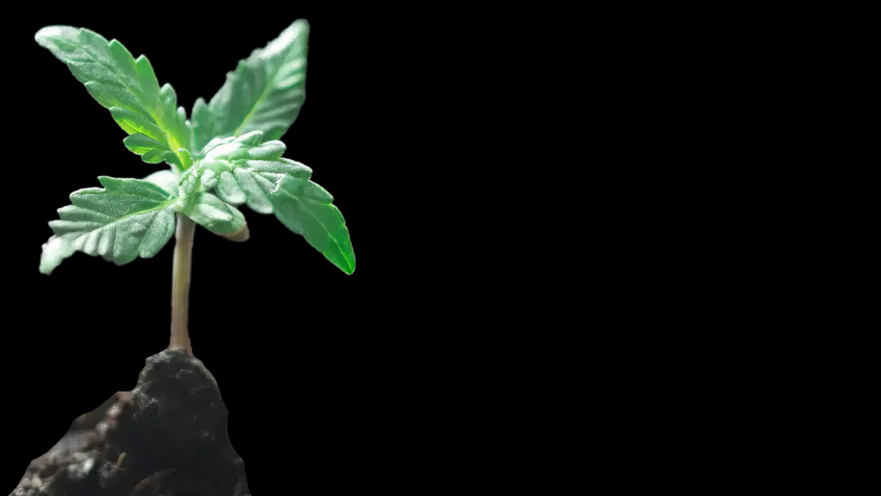 Seedling video thumbnail