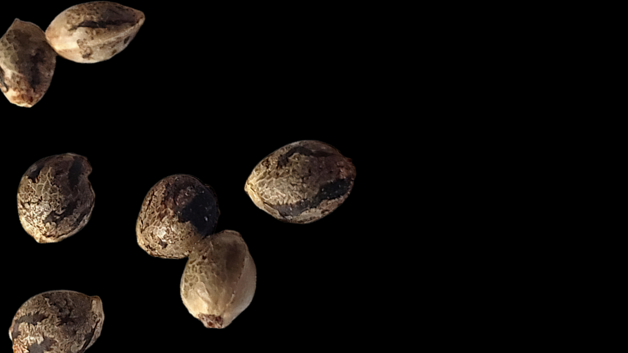 Seeds video thumbnail